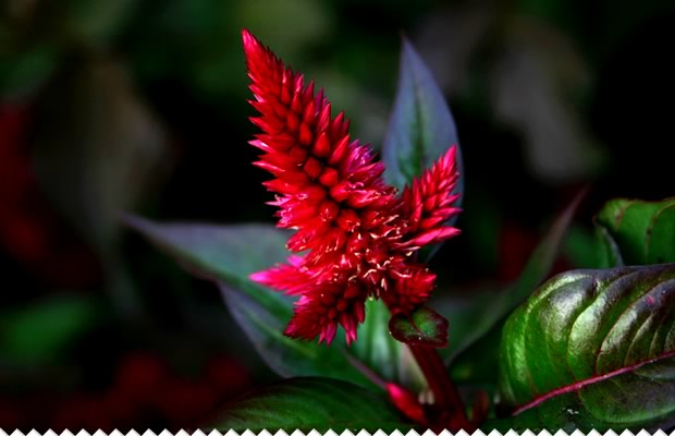 Résultat de recherche d'images pour "fleurs rouge carmin"