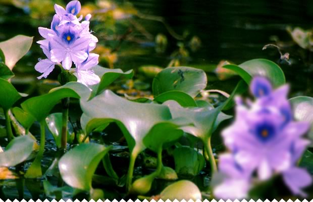comment planter jacinthe d'eau